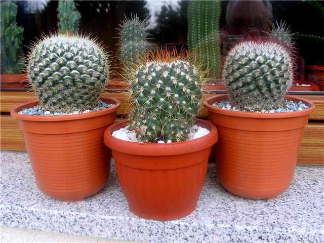 Mammillaria bombycina, mammillaris 